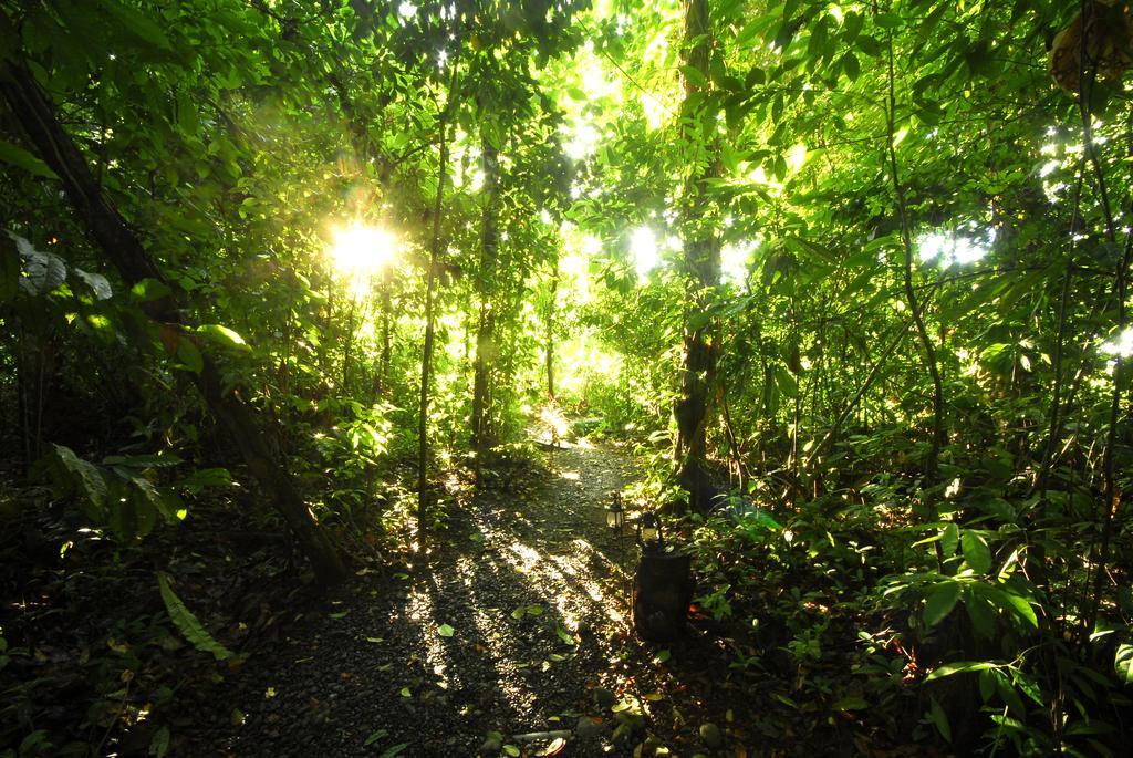 Playa Nicuesa Rainforest Eco Sanctuary Golfito Eksteriør bilde